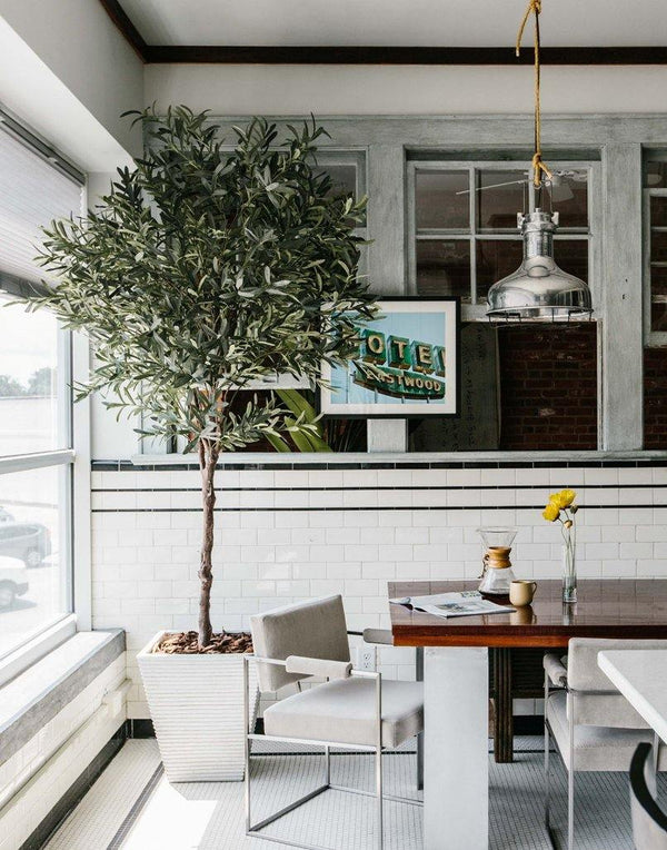 Olive Tree