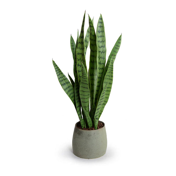 Snake Plant