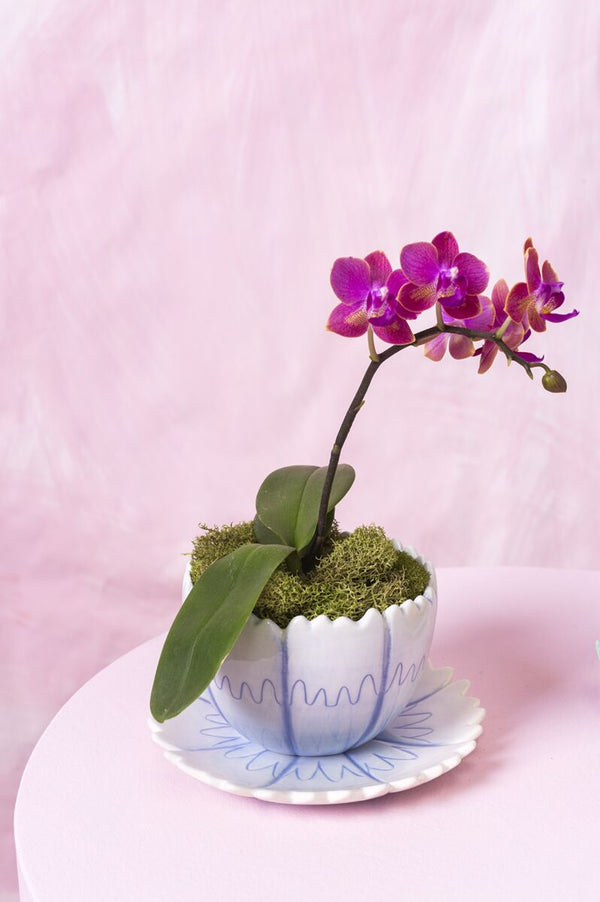 Flower Pot