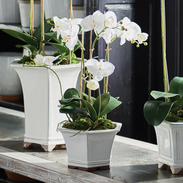 Orchid in Ceramic Pot
