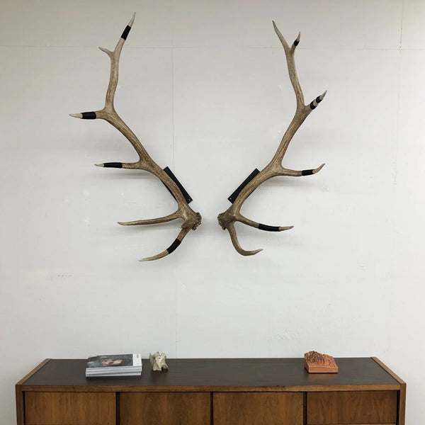 Elk Antler Wall Mount