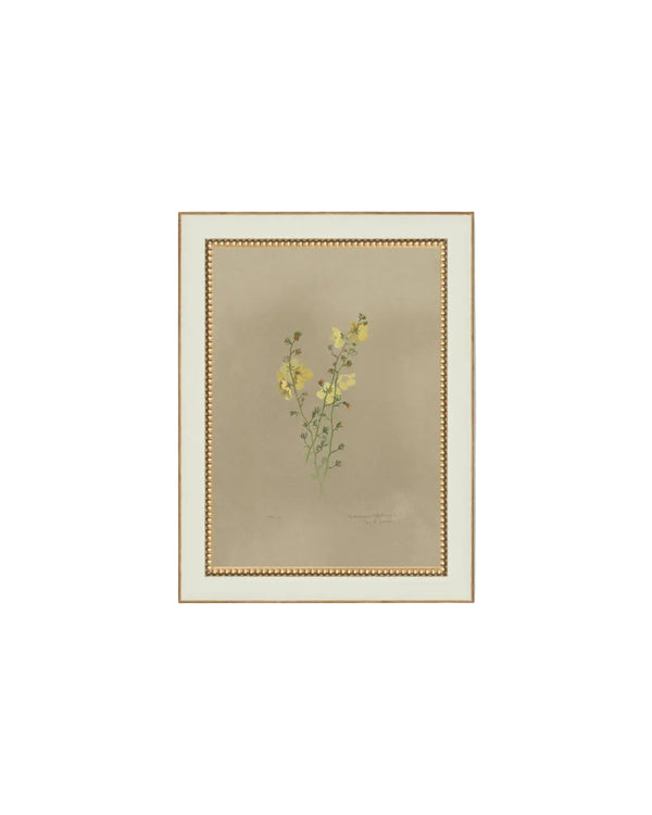 Flowering Yellow Plant