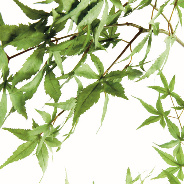 Maple Spray 71"