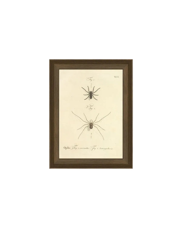 Spiders