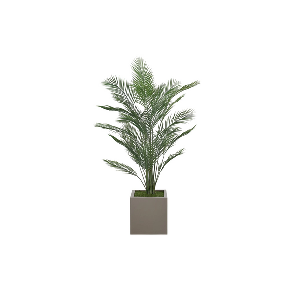 Palm Areca Tree