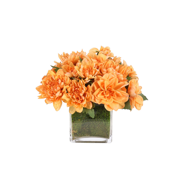 Mum Dahlia in Glass Cube