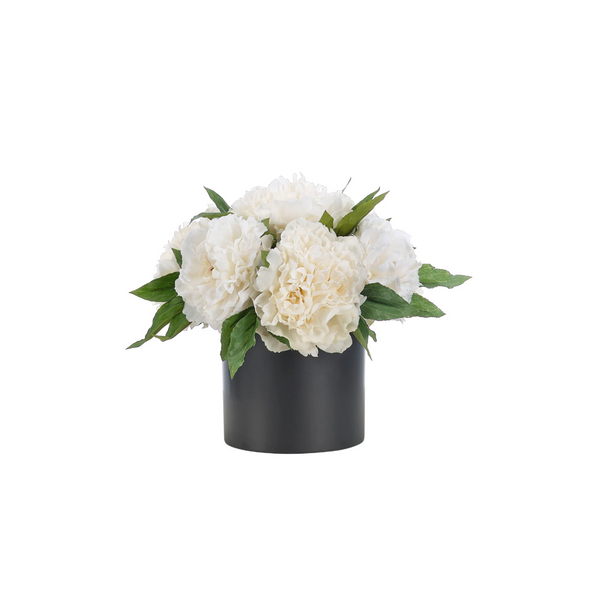 Peony in Black Pot
