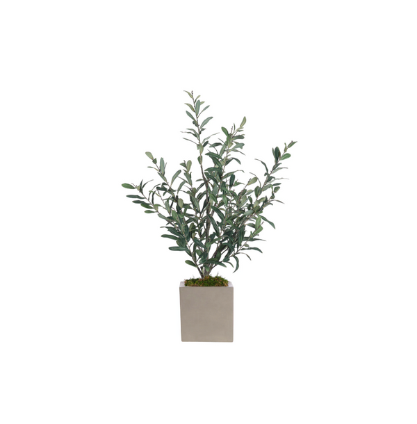 Olive Bush in Concrete Cube