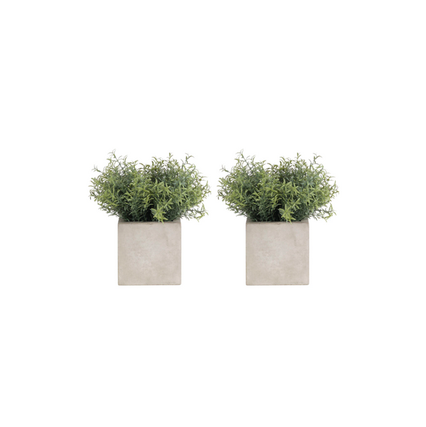 Rosemary in Concrete Finish