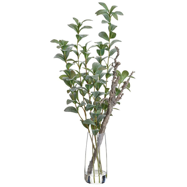 Ruscus Hypophyllum/Twig in Glass Vase