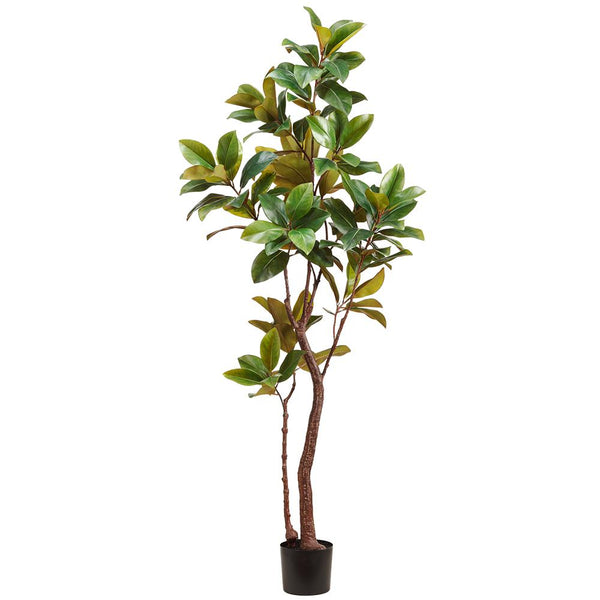 Magnolia Tree