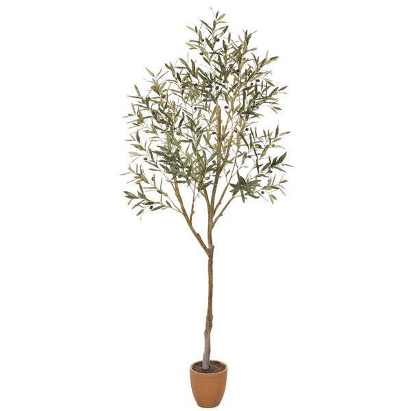 Olive Tree in Cement Pot