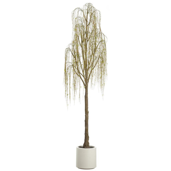 Willow Tree in Plastic Pot