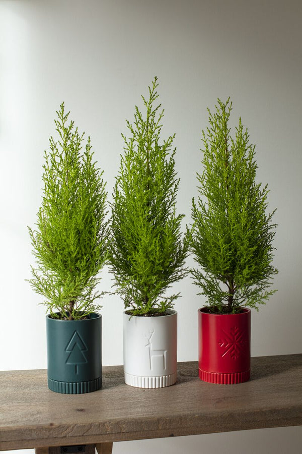 Holiday Pot with Saucer