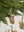 E+E Ornament Collection