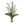 Ficus & Philodendron Selloum Branches
