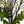 Ficus & Philodendron Selloum Branches