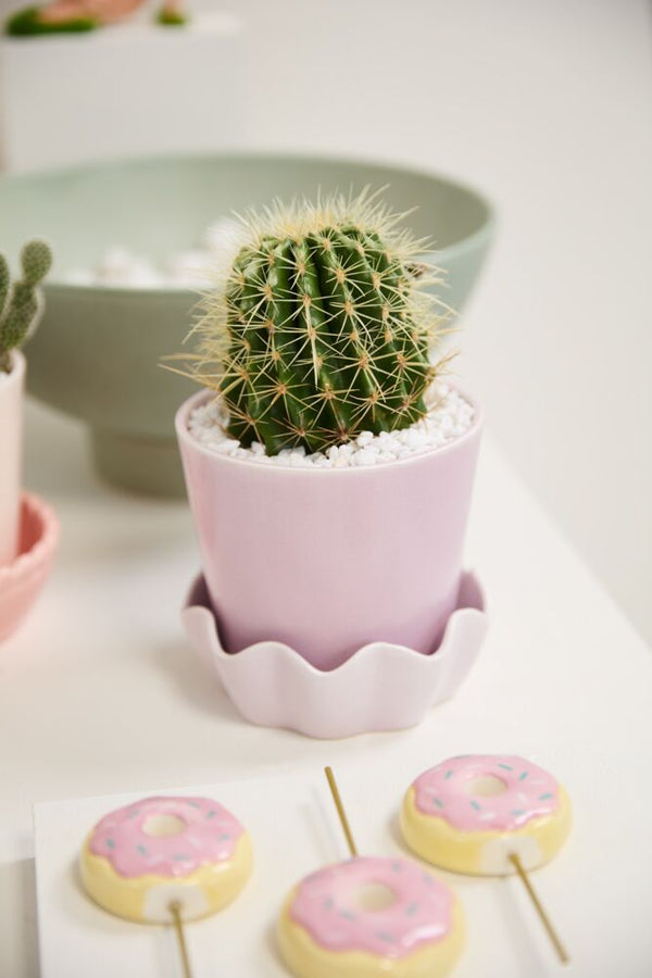 Spring Pot with Saucer