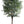 Olive Tree
