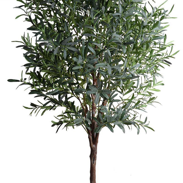 Olive Tree