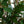 Camellia Tree