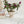 Bobbi Compote