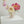 Bobbi Compote