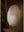 Nautilus Shell Large