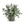 Eucalyptus in Porcelain Vase