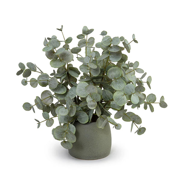 Eucalyptus in Porcelain Vase
