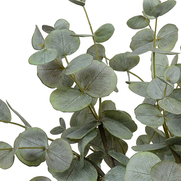 Eucalyptus in Porcelain Vase