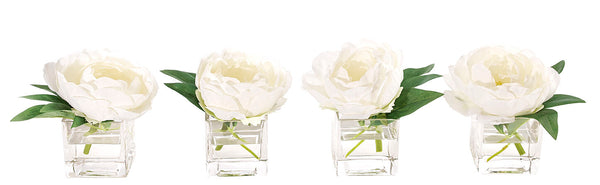 Peony, White, in Glass Cube