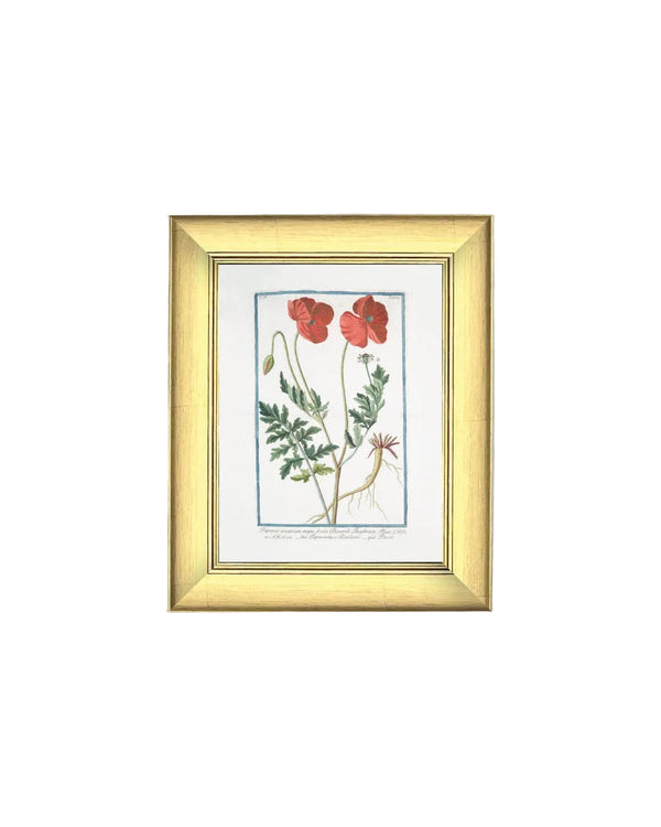 Two Poppies Framed Antique Art