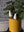 Casper Plant Sticks - Set of 2