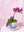 Flower Pot