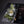 THE POPSTAR / BLACK OAK
