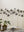 Widow Spider Garland
