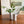 Scallop Vase