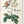 Redouté. The Roses (Pocket Edition)