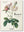 Redouté. The Roses (Pocket Edition)