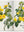Redoute: The Book of Flowers