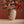 Large Coral Vase