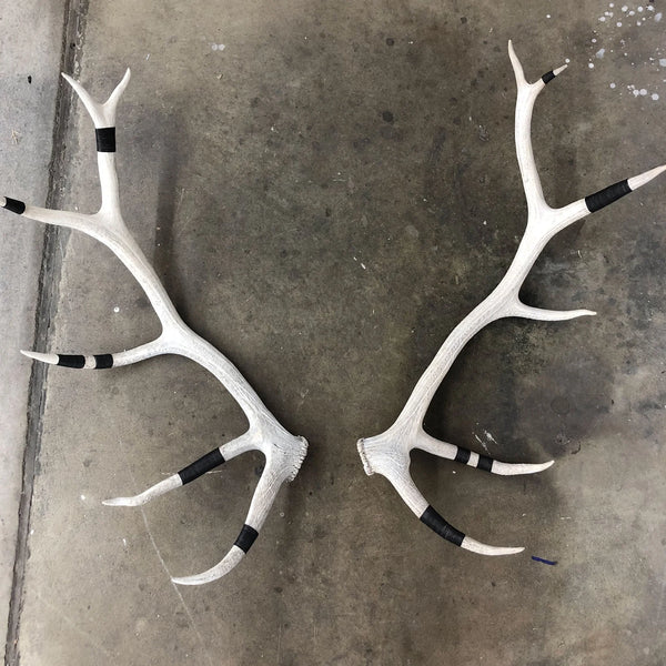 Elk Antler Wall Mount