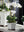 Orchid in Ceramic Pot