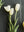French Tulips 24