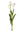 French Tulips 24