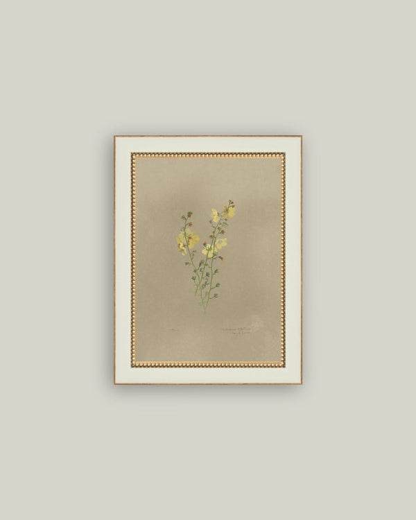 Flowering Yellow Plant