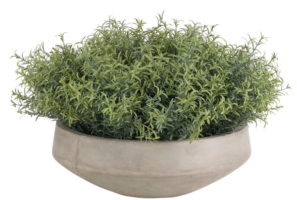 Herb, Rosemary, Concrete Bowl