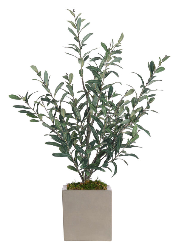 Olive Bush in Concrete Cube