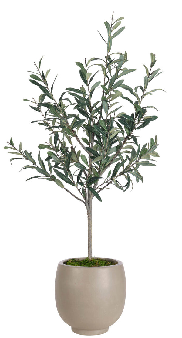 Olive Tree in Concrete Pot